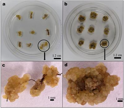 Indirect in vitro Regeneration of the Medicinal Plant, Aspilia africana, and Histological Assessment at Different Developmental Stages